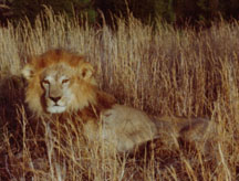 African Lion