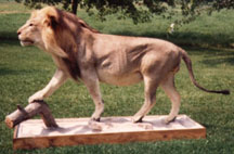 African Lion