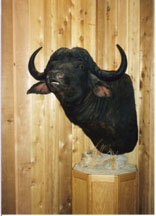 Cape Buffalo