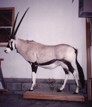 Gemsbok