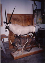 Gemsbok (back) and Warthog (front)