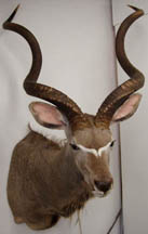 Kudu