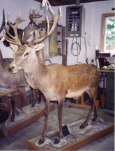 Red Stag