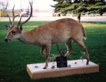 Sika Deer