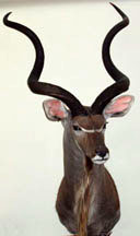 Southern Greater Kudu