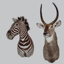 Burchells Zebra and Waterbuck