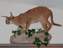 Caracal Cat