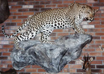 Leopard