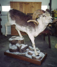 Marco Polo Sheep