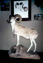 Trans-Caspian Urial Sheep