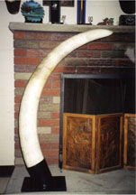 Elephant Tusk