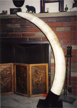 Elephant Tusk