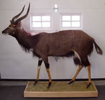 Nyala