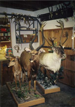 Nyala (center)