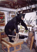 Black Bear