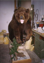 Brown Bear