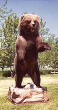 Brown Bear