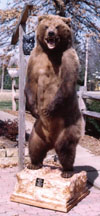 Brown Bear