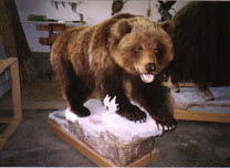 Brown Bear