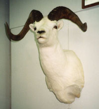 Dahl Sheep