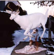 Albino Whitetail Deer