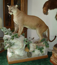 Mountain Lion