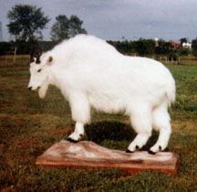 Mountain Goat