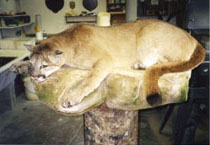 Mountain Lion