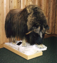 Musk Ox