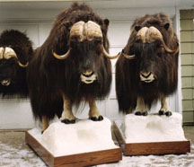 Musk Ox