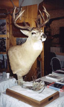 Whitetail Deer