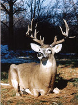 Whitetail Deer