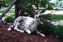 Whitetail Fawn