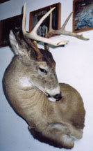 Whitetail Deer