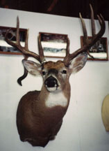 Whitetail Deer