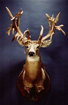 Whitetail Deer 