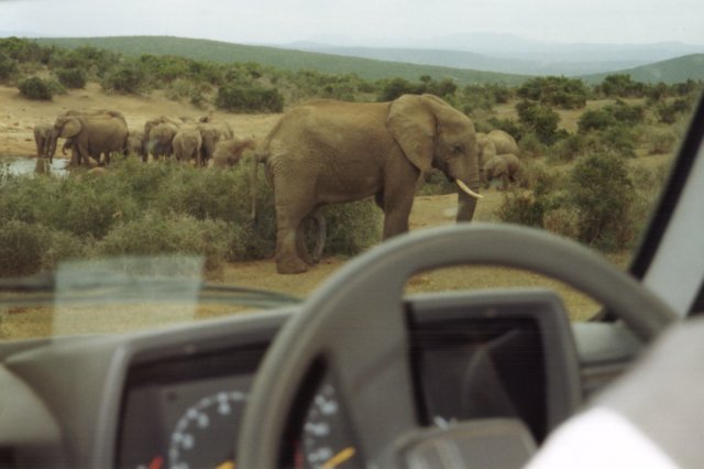 addoelephantpark.jpg