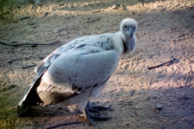 africanwhitebackedvulture.jpg