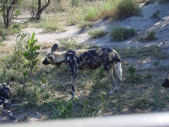 africanwilddogs.jpg