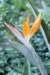 birdofparadise_small.jpg