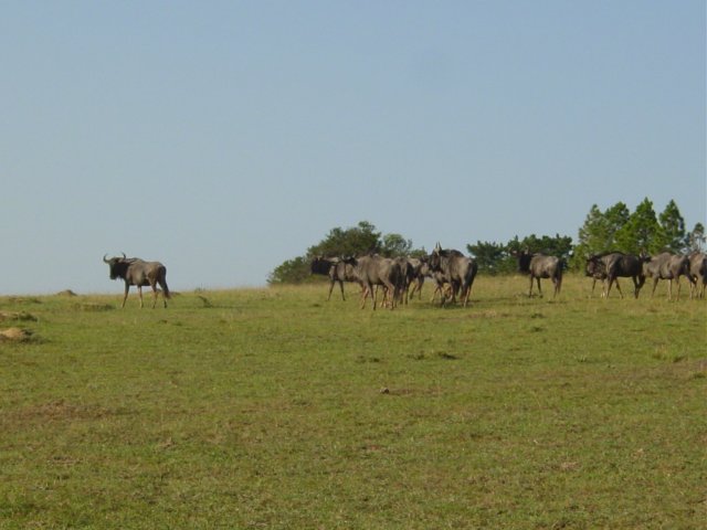 bluewildebeest2.jpg