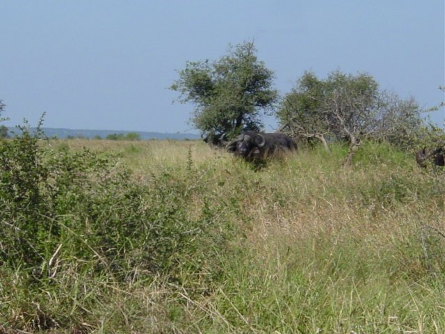 capebuffalo.jpg