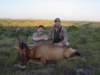 caperedhartebeest_small.jpg