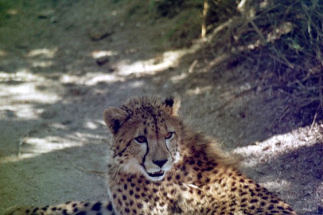 cheetahcloseup.jpg