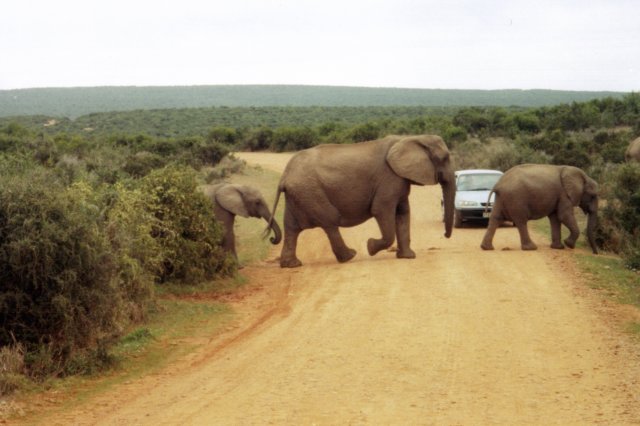 elephantcrossingaddoelephantpark.jpg