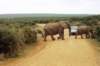 elephantcrossingaddoelephantpark_small.jpg