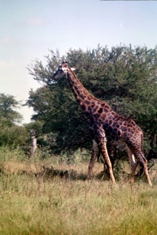 giraffe.jpg