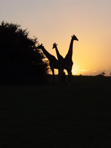 giraffesatsunset.jpg