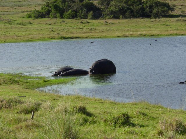 hippo.jpg