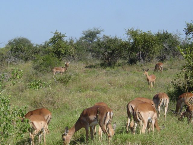 impala2.jpg